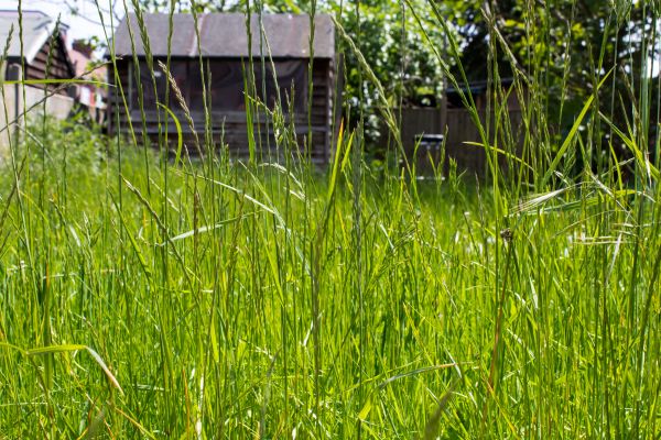 Overgrown Lawn Trimming in Mcdonough